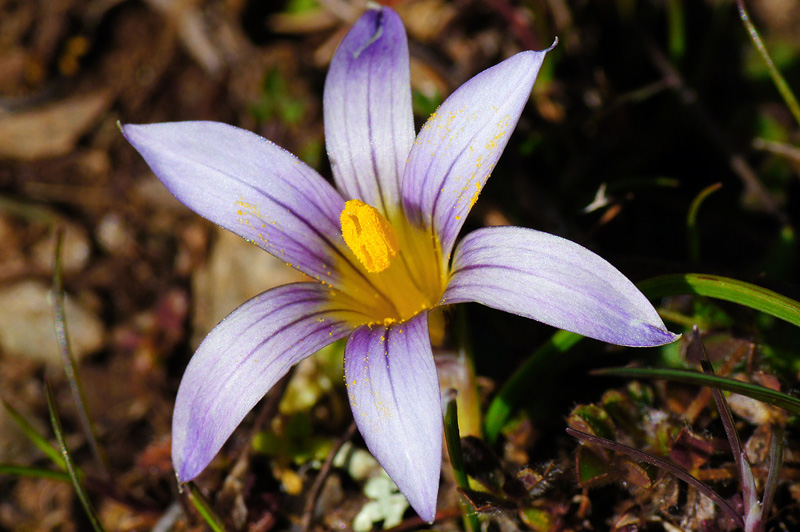 Romulea...ma quale? (bulbocosium, ligustica e ramiflora)